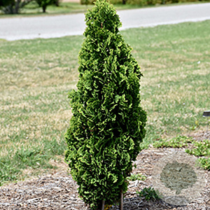 Thuja occidentalis 'Brobeck's Tower' 60-70 cm 10L