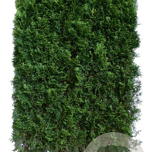 Thuja occidentalis 'Smaragd' 200 Hoog Haagelement 100Bx40D