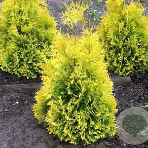 Thuja occidentalis 'Sunkist' 225-250 cm draadkluit