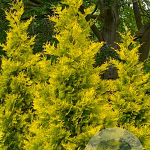 Thuja occidentalis 'Yellow Ribbon' GM C5