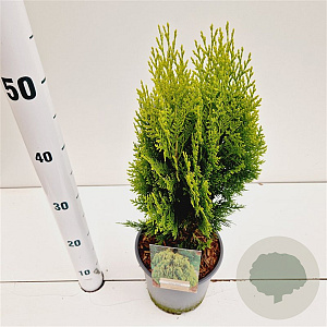 Thuja occ. 'Aurea Nana' 30-40 cm 2,5L