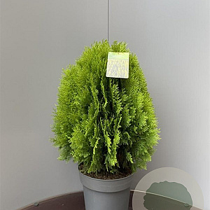 Thuja occ. 'Aurea Nana' 40-50 cm 2,0L