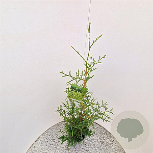 Thuja occ. 'Brabant' 100-125 cm 3,0L