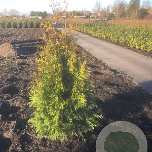 Thuja occ. 'Brabant' 125-150 cm met kluit