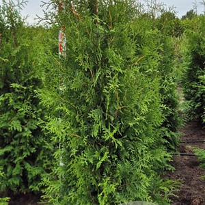 Thuja occ. 'Brabant' 175-200 cm met kluit
