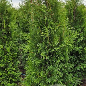 Thuja occ. 'Brabant' 175-200 cm met kluit