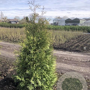 Thuja occ. 'Brabant' 175-200 cm met kluit
