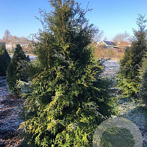 Thuja occ. 'Brabant' 175-200 cm met kluit