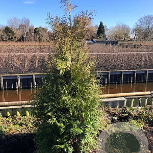 Thuja occ. 'Brabant' 175-200 cm met kluit