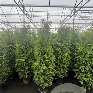Thuja occ. 'Brabant' 175-200 cm 20L