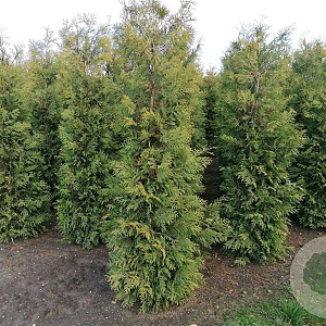 Thuja occ. 'Brabant' 225-250 cm met kluit