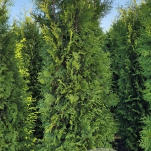 Thuja occ. 'Brabant' 225-250 cm met kluit verplant
