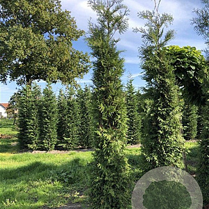 Thuja occ. 'Brabant' 250-300 cm met kluit