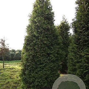 Thuja occ. 'Brabant' 450-500 cm draadkluit solitair