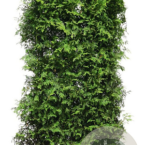 Thuja occ. 'Brabant' 200 Hoog Haagelement 100Bx40D