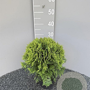 Thuja occ. 'Danica' 25-30 cm 2,0L