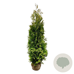 Thuja occ. 'Golden Brabant' 200-225 cm met kluit extra