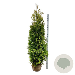 Thuja occ. 'Golden Brabant' 200-225 cm met kluit extra