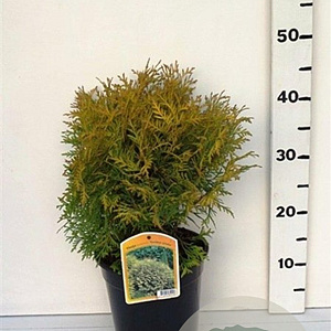 Thuja occ. 'Golden Globe' 25-30 cm 3,5L