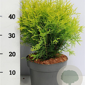 Thuja occ. 'Golden Globe' 30-40 cm 5,0L
