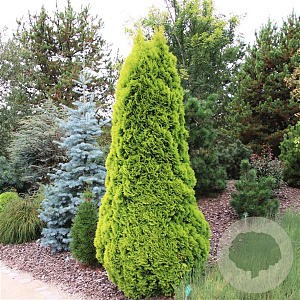 Thuja occ. Golden Smaragd 30-40 cm 3,0L
