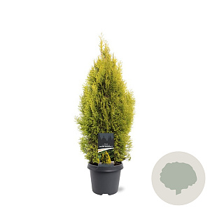 Thuja occ. Golden Smaragd 60-80 cm 5,0L