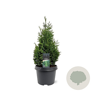 Thuja occ. 'Hurricane' 40-50 cm 3,0L