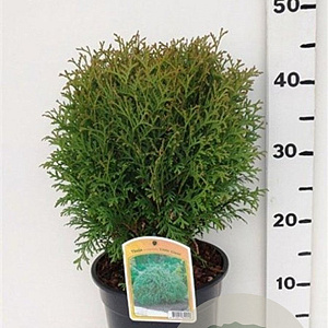 Thuja occ. 'Little Giant' 25-30 cm 3,5L