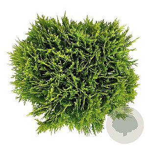 Thuja occ. 'Mirjam' 30-40 cm 6,5L