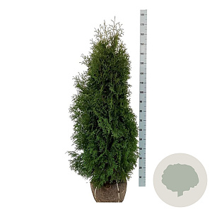 Thuja occ. 'Pyramidalis Compacta' 120-140 cm met kluit extra