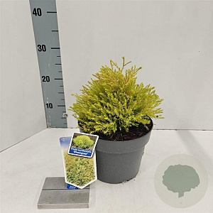 Thuja occ. 'Rheingold' 20-25 cm 3,0L