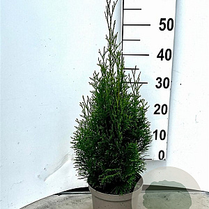 Thuja occ. 'Smaragd' 50-60 cm 3,0L