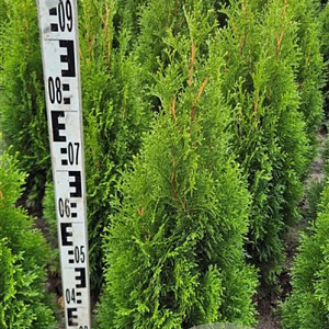 Thuja occ. 'Smaragd' 80-100 cm met kluit