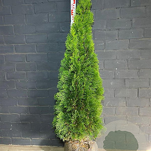 Thuja occ. 'Smaragd' 100-120 cm met kluit