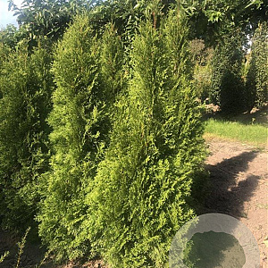Thuja occ. 'Smaragd' 120-140 cm met kluit