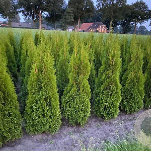 Thuja occ. 'Smaragd' 120-140 cm met kluit