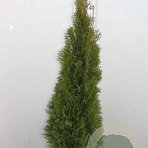 Thuja occ. 'Smaragd' 120-140 cm met kluit