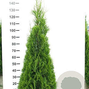 Thuja occ. 'Smaragd' 140-160 cm met kluit