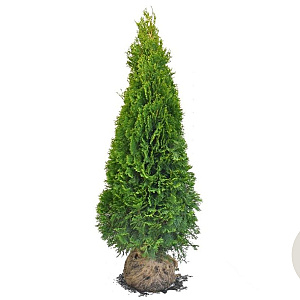 Thuja occ. 'Smaragd' 140-160 cm met kluit