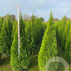 Thuja occ. 'Smaragd' 160-180 cm met kluit