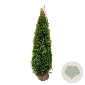 Thuja occ. 'Smaragd' 180-200 cm met kluit