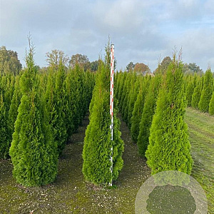 Thuja occ. 'Smaragd' 180-200 cm met kluit