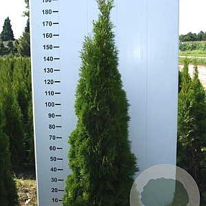 Thuja occ. 'Smaragd' 180-200 cm met kluit