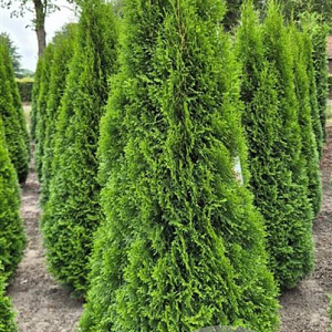 Thuja occ. 'Smaragd' 200-225 cm draadkluit extra