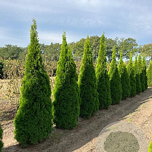 Thuja occ. 'Smaragd' 275-300 cm draadkluit