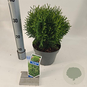 Thuja occ. 'Tiny Tim' 20-25 cm 3,0L