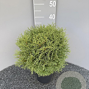 Thuja occ. 'Tiny Tim' 30-35 cm 3,0L