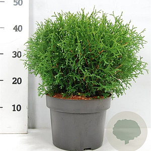 Thuja occ. 'Tiny Tim' 30-40 cm 5,0L