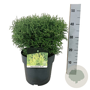 Thuja occ. 'Tiny Tim' 35 cm 6,5L