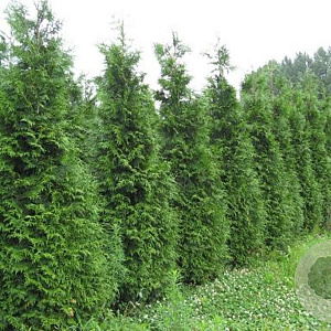 Thuja plicata 'Exelsa' 125-150 cm met kluit 40-45 haagplant